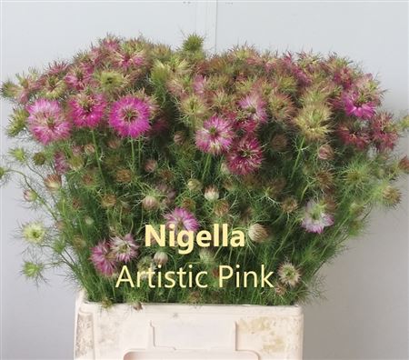 Nigella D Artist Pi Bs 65cm