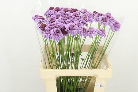 Scabious At Royo 60cm