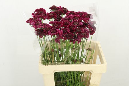 Scabious At Goya 60cm