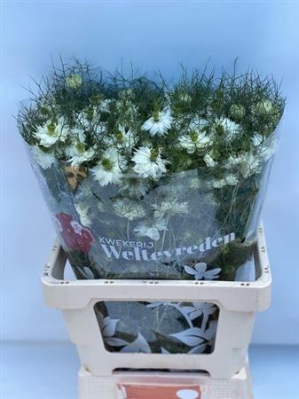 Nigella D Artist White 65cm