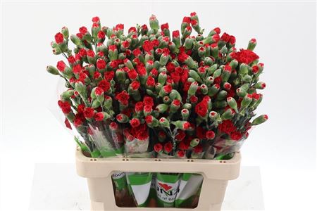 Carnation Spray Zumba Red Select X5 65cm