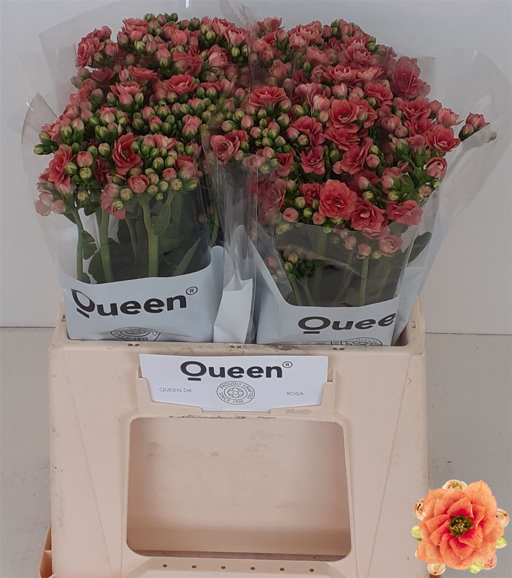 Kalanchoe Overig 40cm