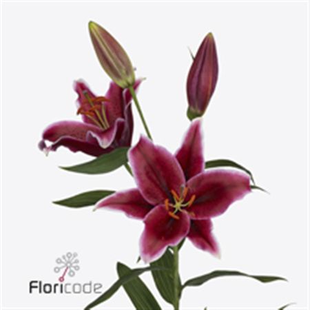 Lily Oriental Euphoria 100cm