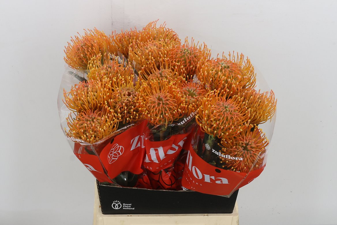 Leucospermum Ayoba Peach 50cm