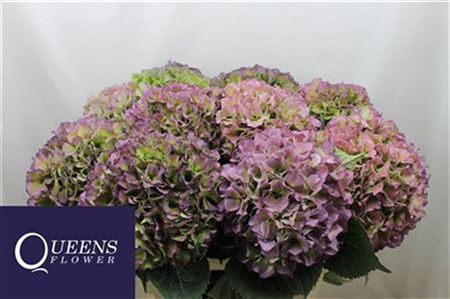 Hydrangea M Royal Benefi Cl 80-22