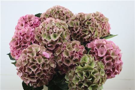 Hydrangea M Royal Palace Cl 60-18cm