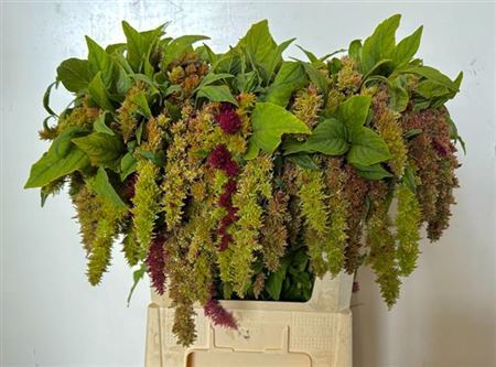 Amaranthus Ca Magic Spider 65cm