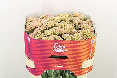 Celosia Cristata Haute Couture 75cm