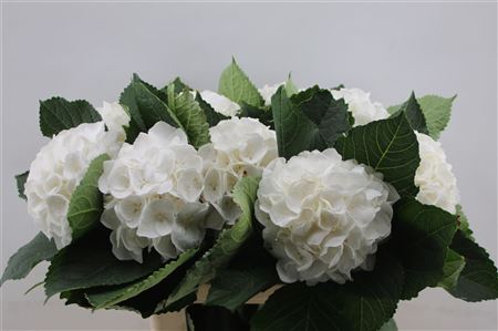 Hydrangea M Albatros Wit 60cm