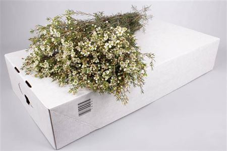 Chamelaucium (Waxflower) Ella 60cm