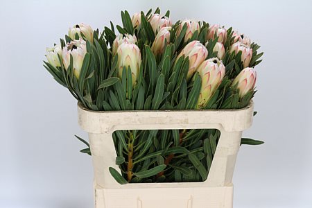 Protea White Night 70cm