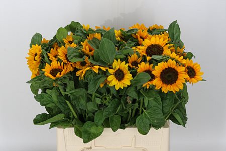 Sunflower Heli Sonja 50cm
