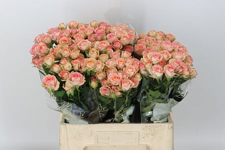 Rose Spray Azore 60cm