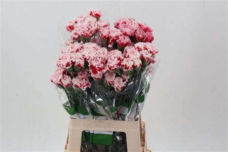 Carnation Single Safari 70cm