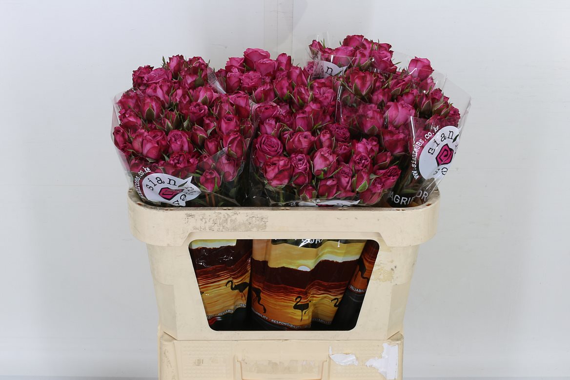 Rose Spray Fiction 60cm