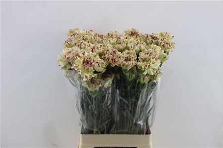 Carnation Single Paoletto (viper) 70cm