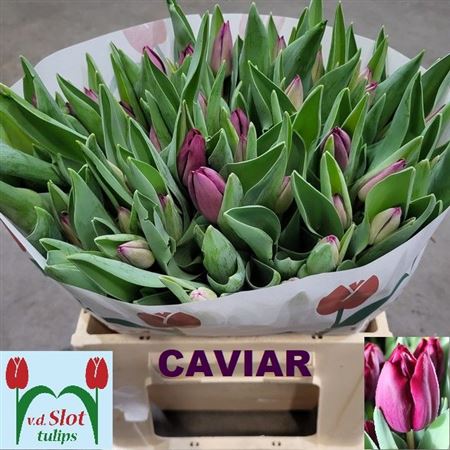 Tulip Caviar 38cm