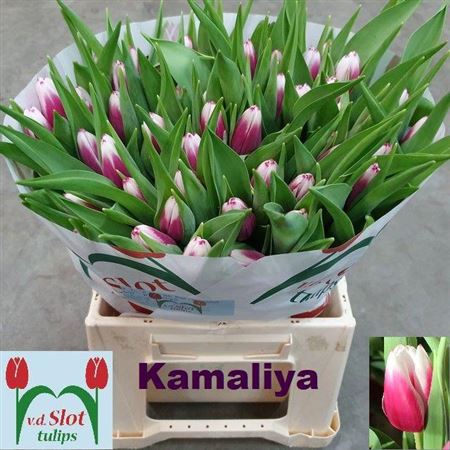 Tulip Kamaliya 40cm