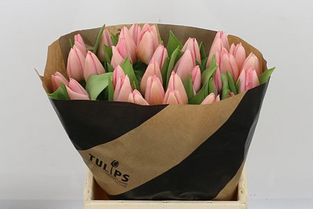 Tulip Salmon Dessert 42cm