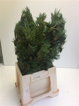 Pinus Mugo 50cm