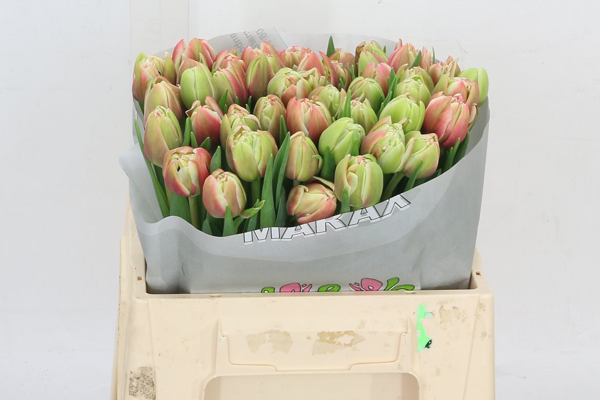 Tulip Double Voicemail 36cm