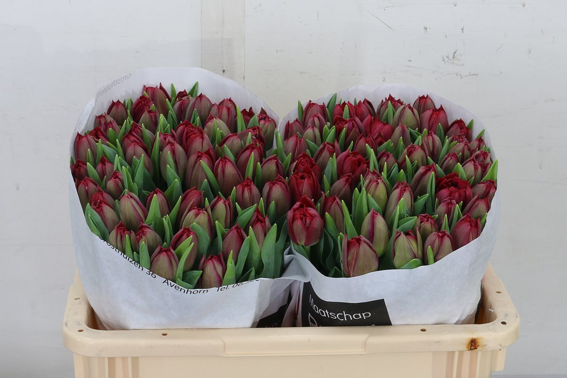 Tulip Double Presto 39cm