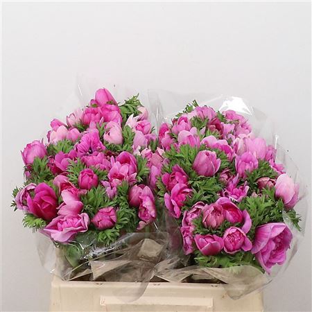 Anemone Co Fstar B Rose Super 30cm