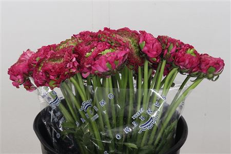 Ranunculus Pon Pon Fanny Super 45cm