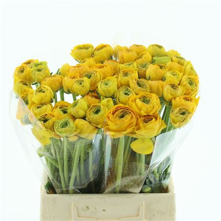 Ranunculus Su Sr Omega Extra 45cm