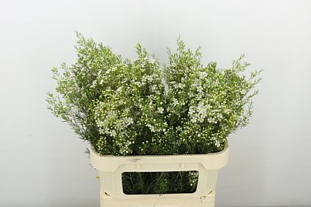 Chamelaucium (Waxflower) Un Majest Whit 80cm