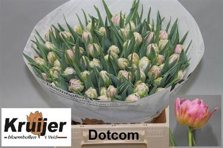 Tulip Double Dotcom 38cm