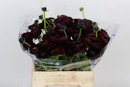 Ranunculus Clooney Nerone 40cm