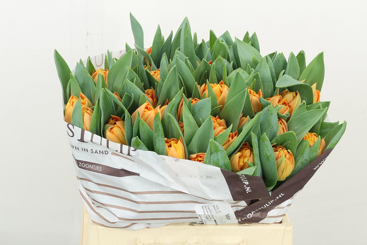 Tulip Double Valdivia 38cm