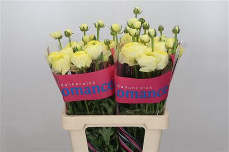 Ranunculus Romance Quimper 50cm