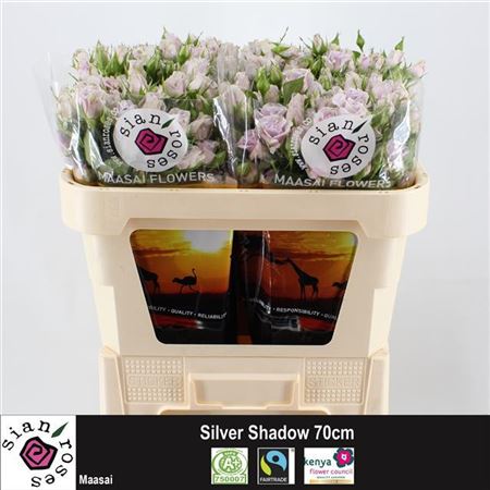 Rose Spray Silver Shadow 60cm