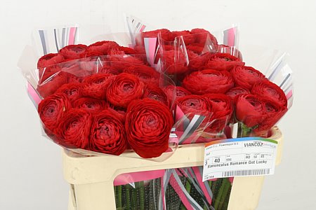 Ranunculus Romance Get Lucky 50cm