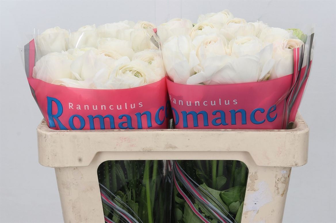 Ranunculus Romance Courchevel 50cm