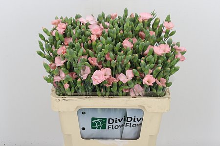 Carnation Spray Solomio Cas 65cm