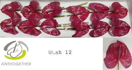 Anthurium A Utah 12