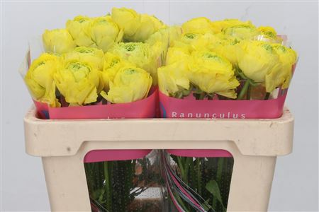 Ranunculus Romance St. Tropez 50cm