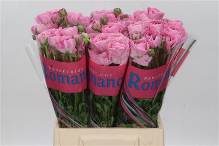 Ranunculus Romance Maillane 50cm