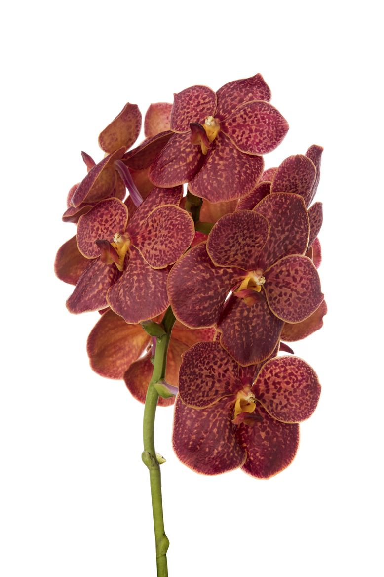 Vanda Orchid Fire Red