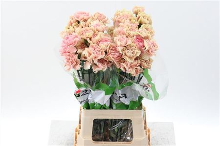 Carnation Single Cassata 70cm