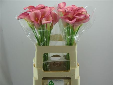 Calla Lilly Candy Dream 60cm