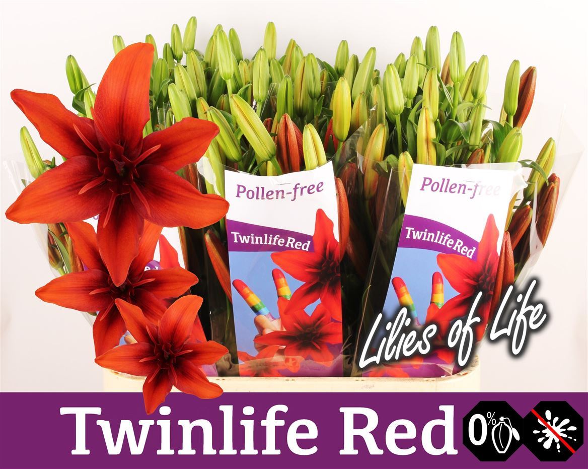 Lily La. Twinlife Red 4+ 90cm