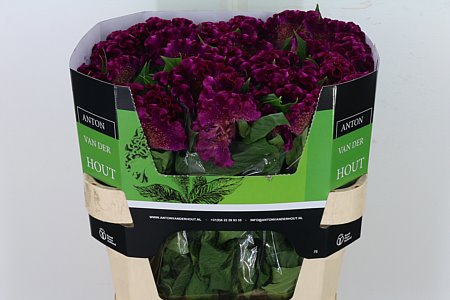 Celosia Cristata Cristi Purple 75cm