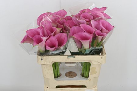 Calla Lilly Call Extase 55cm