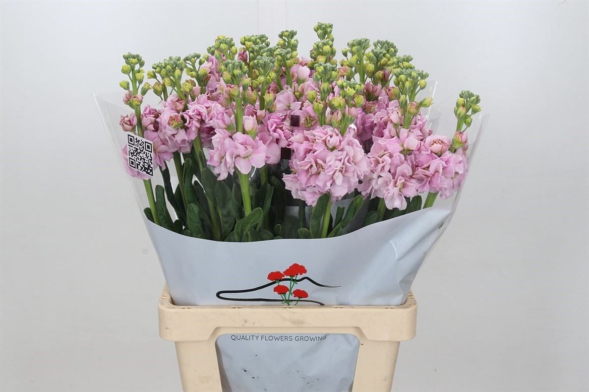 Stocks Iron Cherry Blossom 65cm