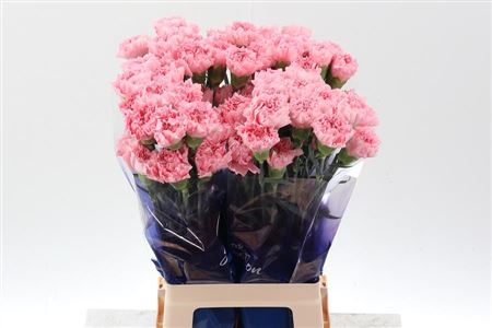 Carnation Single Marvellous Hi 70cm