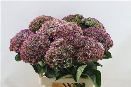 Hydrangea M Revo Cl Pu 65-17